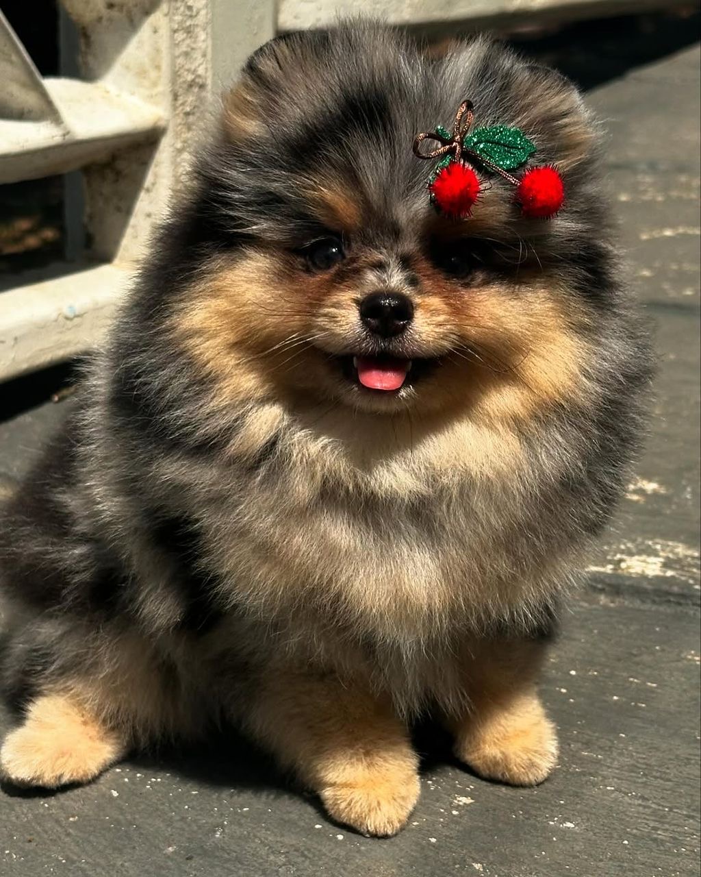 random pup